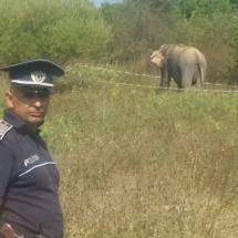 FOTO – VIDEO: Elefant scăpat de la circ în RÂMNICU VÂLCEA