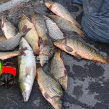 VÂLCEA – BRACONAJ. 100 de kilograme de peşte au fost confiscate