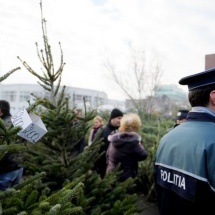 VÂLCEA: Brazi de Crăciun, confiscaţi de Poliţie