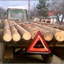 VÂLCENI prinși transportând lemne ILEGAL. Polițiștii au confiscat vehiculele!