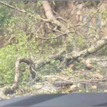 FOTO: Arbore căzut pe carosabil pe Valea Oltului, în Vâlcea. Trafic îngreunat!
