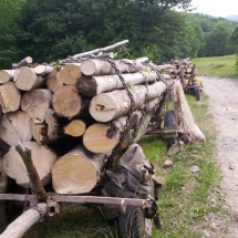 Vâlceni prinși transportând ilegal lemne