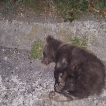 FOTO: Urși loviți de mașini pe DN 7, între Vâlcea și Sibiu