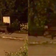 VIDEO INCREDIBIL. Porcii mistreți, la plimbare pe străzile din Râmnicu Vâlcea