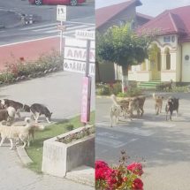 FOTO-VIDEO: Horezu, la discreția potăilor