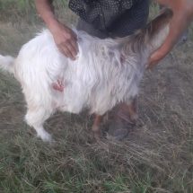 O ursoaică a atacat o capră și un ied în zona Goranu din Râmnicu Vâlcea (FOTO)
