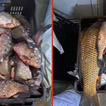FOTO. Tineri din Vâlcea, prinși cu peste 300 kg de pește braconat