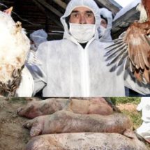 Peste 1.700 de animale, ucise de DSVSA Vâlcea “în contextul evoluției pestei porcine și a gripei aviare”