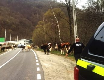 ATENȚIE! În unele zone de pe Valea Lotrului, grupuri de animale intră pe drumul național. POLIȚIA…